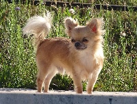 Étalon Chihuahua - Just a shade of grey Des vifs d'or