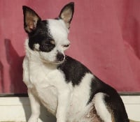 Étalon Chihuahua - Born in rosebud Juicy queen