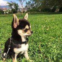Étalon Chihuahua - Lindt du royaume des petits Anges