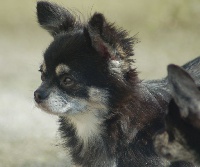 Étalon Chihuahua - Joyce de la vallée des deux lacs