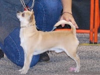 Étalon Chihuahua - Leyco hiro du domaine  san sébastian