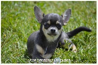 Étalon Chihuahua - Lexie Des Etoiles D'ambre
