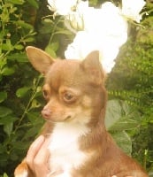 Étalon Chihuahua - Lancelot Of Little Dog's Paradise