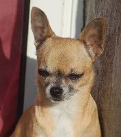 Étalon Chihuahua - Born in rosebud Irish coffee