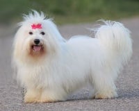 Étalon Coton de Tulear - Judy-garland du Castel de la Roche aux Fées