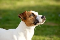 Étalon Jack Russell Terrier - Joyce Du Mont Des Sapins Blancs