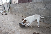 Étalon Jack Russell Terrier - Lilou du mont de la sauge