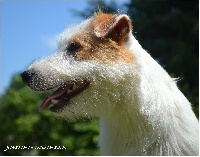 Étalon Jack Russell Terrier - Junki De la tribu de kitchi