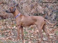 Étalon Rhodesian Ridgeback - CH. Zawadi N'zuri Ishara ashanti