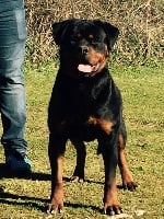 Étalon Rottweiler - Maestro from royal breed
