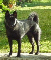 Étalon Schipperke - Java of dogs in Black