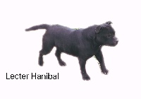 Étalon Staffordshire Bull Terrier - Lecter hanibal (Sans Affixe)