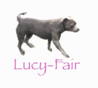 Étalon Staffordshire Bull Terrier - Lucy-fair Just Phantom
