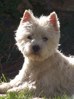 Étalon West Highland White Terrier - Lucie (Sans Affixe)