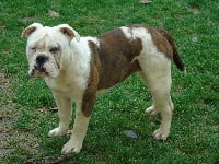 Étalon Bulldog continental - Mobidick Bulldog Family
