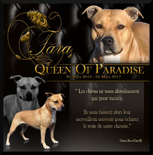 Fara queen of paradise (Sans Affixe)
