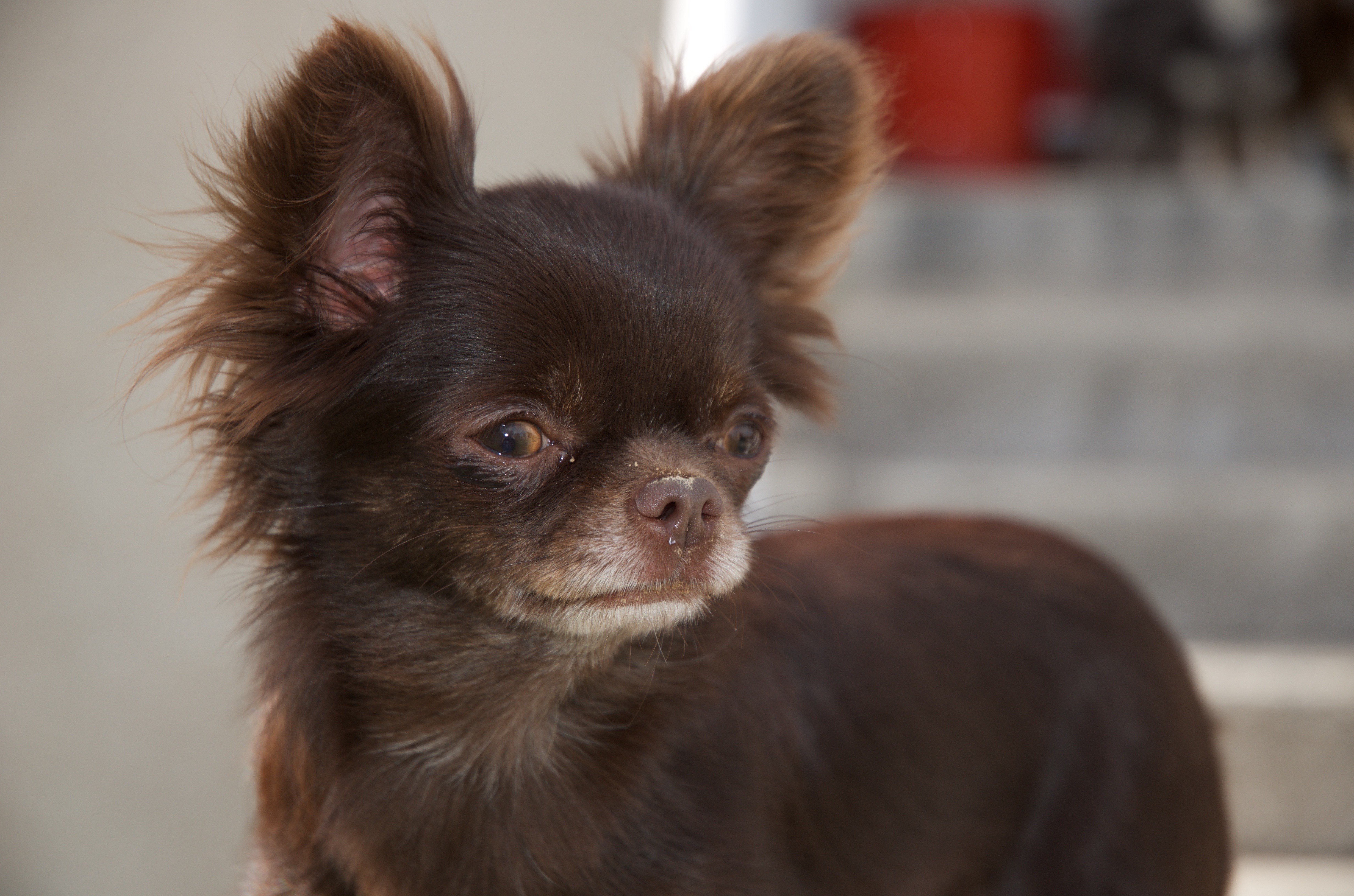 Les Chihuahua de l'affixe   Des Z'amours De Maya