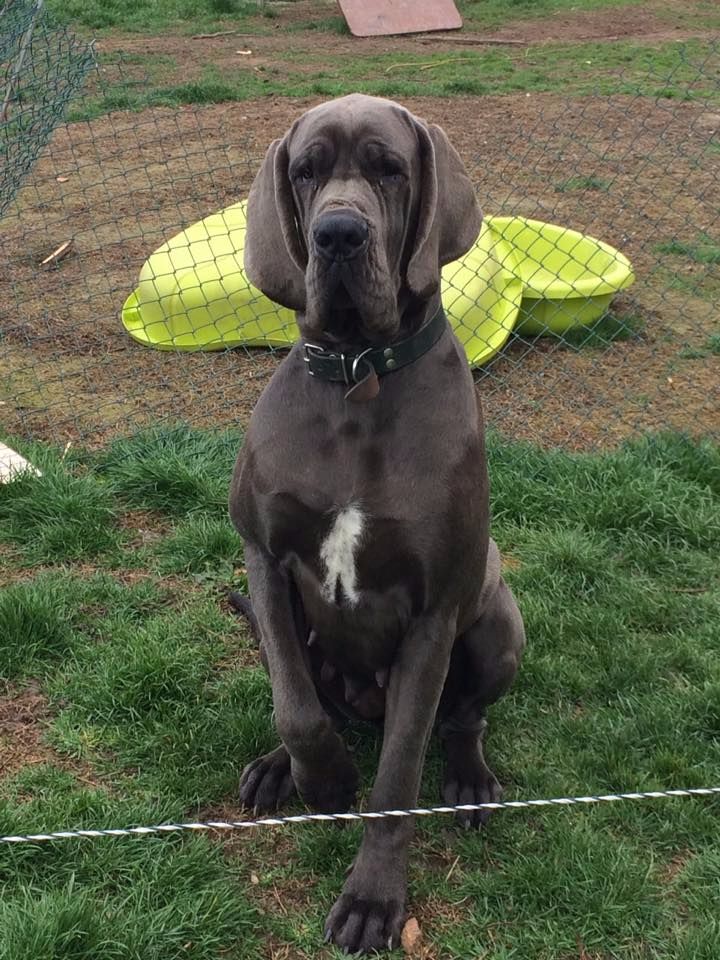 Laudis De Loutsaïna Chien De Race Toutes Races En Tous