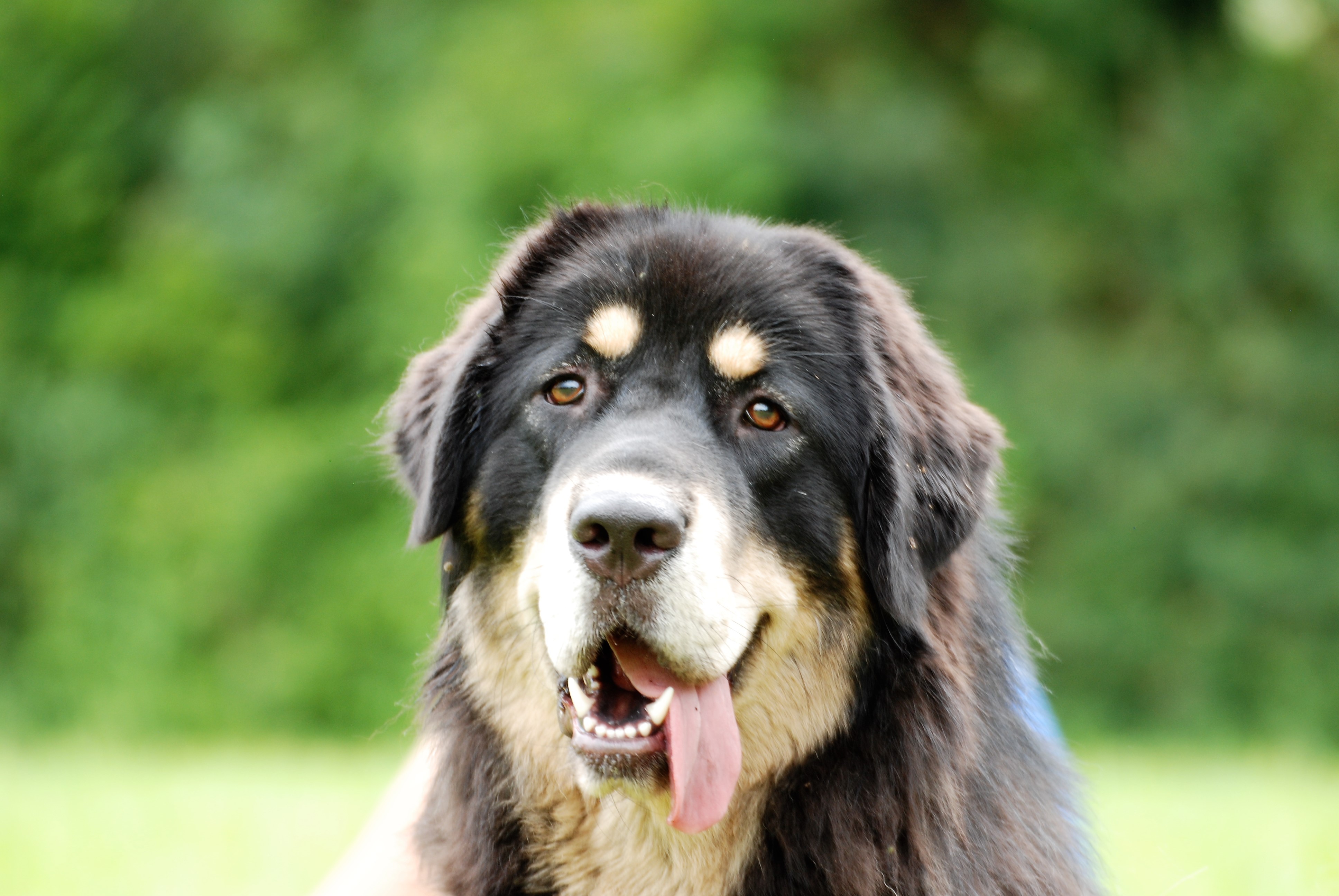 Le Chiens Du Tibet Ddl Vostfr