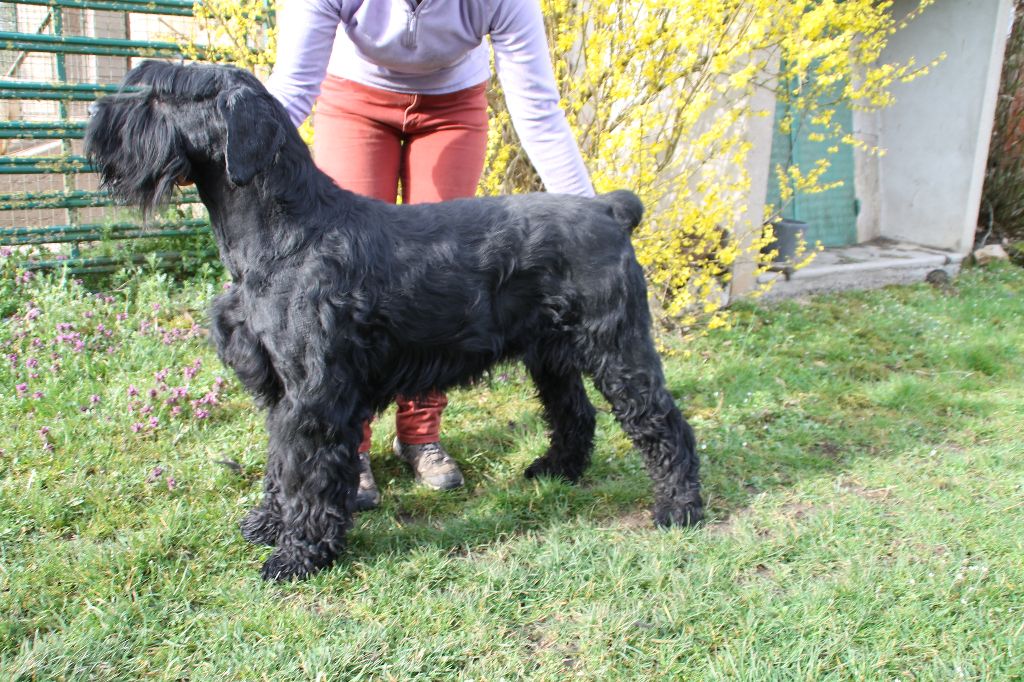 Les Schnauzer Geant de l'affixe   Lou Pantaï