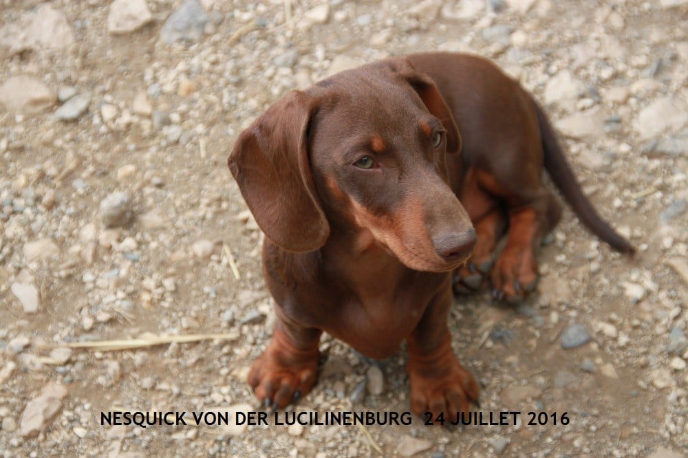 Nesquik Von Der Lucilinenburg