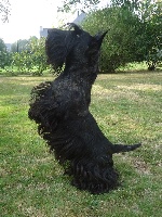 Étalon Scottish Terrier - Gradlon Des Domaines Du Roi Marc'h