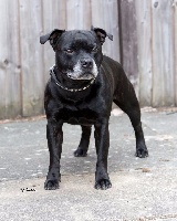 Étalon Staffordshire Bull Terrier - Action Doggy Dog Cheïtan-hitam