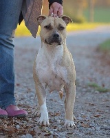 Étalon American Staffordshire Terrier - Ultimate Truth I'm gonna be a star