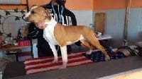 Étalon American Staffordshire Terrier - Jch mississippi of kansas Dei Gladiatori D'oro