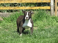Étalon American Staffordshire Terrier - Missy By Gold Black Mountain