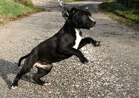 Étalon American Staffordshire Terrier - P'pit Metal morphose