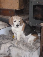 Étalon Beagle - du Museau D'Or Churley
