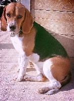 Étalon Beagle - Latsy Tad koz
