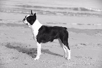 Étalon Boston Terrier - CH. Lolita Sweeties Doggies
