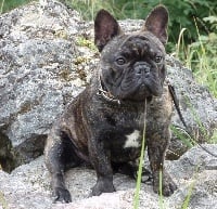 Étalon Bouledogue français - Hermes zeus Du Domaine De Mongirault