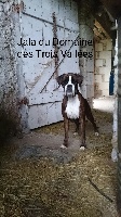 Étalon Boxer - Jala du domaine des trois vallées