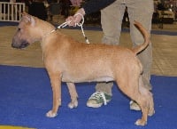 Étalon Bull Terrier - Kahlgazel Mysterious héroïne