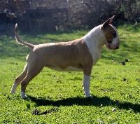 Étalon Bull Terrier - Napier Princess hestia