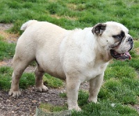 Étalon Bulldog Anglais - Is so cute dit léo des Loups D'Aphrodite