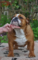 Étalon Bulldog Anglais - Lambada Di Vendra Nera