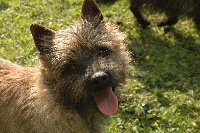 Étalon Cairn Terrier - Milady de la pinkinerie