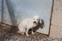 Étalon Caniche - H'zouzie Des dames Chanoinesses
