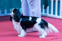Étalon Cavalier King Charles Spaniel - Joli coeur du clos d'Arlequin