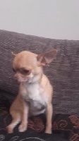 Étalon Chihuahua - Lovely Des Petits Zamours