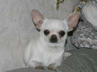 Étalon Chihuahua - Mr paddington Du Secret Des Dieux