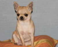 Étalon Chihuahua - Maeva Macry-sala