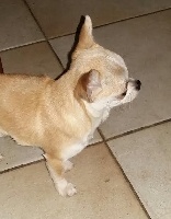 Étalon Chihuahua - Mistral gagnant De La Maxandrée
