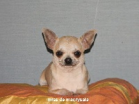 Étalon Chihuahua - Maika de macry.sala dite miss Macry-sala