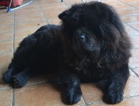 Étalon Chow Chow - Liling du domaine de fabadel