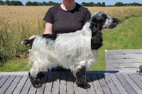 Étalon Cocker Spaniel Anglais - Jasmine Du domaine des clayeux